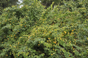 Black-eyed susan vine covering  wild shrubs